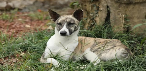 虎斑犬:珍稀犬种的魅力与科学养护 虎斑犬:珍稀犬种的魅力与科学养护