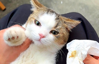 猫鼻炎滴什么药水 猫鼻炎滴什么药水