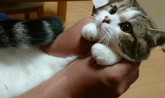 家里两只猫咪偷吃食物,主人设下陷阱找真正的偷吃 家里两只猫咪偷吃食物,主人设下陷阱找真正的偷吃