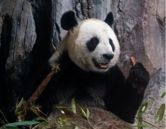 赴苏州近14载大熊猫“竹韵”“新月”返川 赴苏州近14载大熊猫“竹韵”“新月”返川