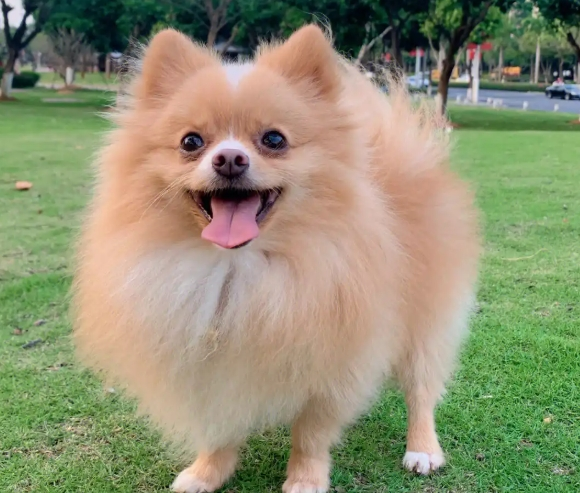 宠物狗狗眼角是红的怎么回事啊