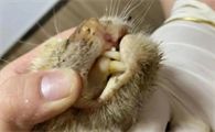 猫黄疸死亡的几率多高