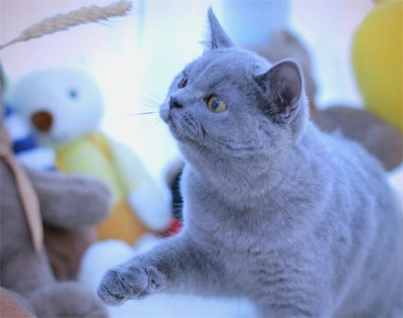 宠物猫皮肤溃烂怎么办啊,怎么治疗 宠物猫皮肤溃烂怎么办啊,怎么治疗