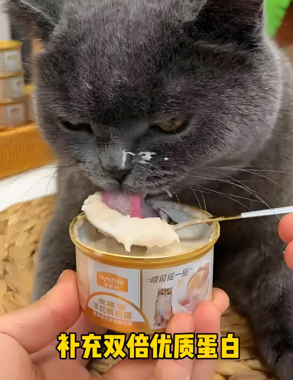 幼猫可以吃什么零食？麦富迪多款科学配比的零食别错过！