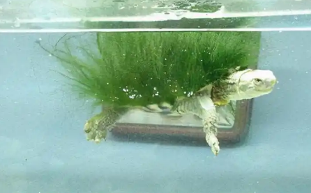 绿毛龟真的是一个品种吗? 绿毛龟真的是一个品种吗?