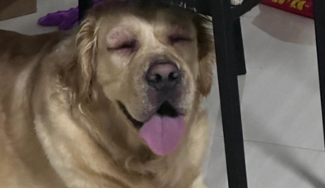 狗感冒做疫苗会直接细小么