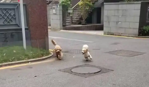 东莞一小区宠物狗多次伤人事件引发争议 东莞一小区宠物狗多次伤人事件引发争议
