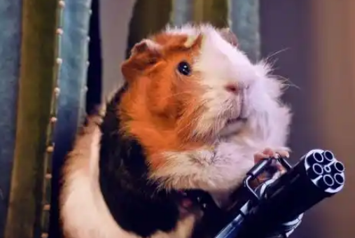 熊猫仓鼠的独特魅力与饲养秘籍 熊猫仓鼠的独特魅力与饲养秘籍