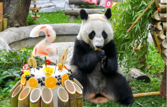 首只在俄出生大熊猫“喀秋莎”迎来两岁生日 首只在俄出生大熊猫“喀秋莎”迎来两岁生日