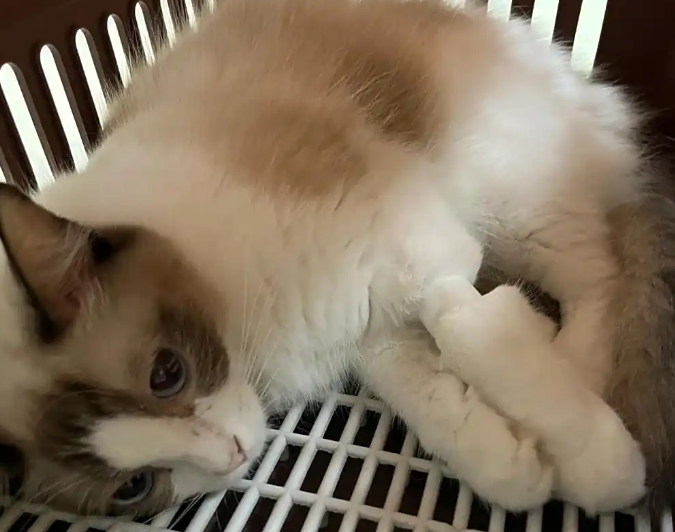 猫嘴巴周围囊毛炎症怎么处理 猫嘴巴周围囊毛炎症怎么处理