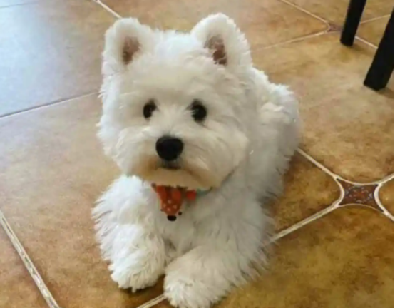 长沙一女子花2500元买回的宠物狗治疗费花了6000余元 长沙一女子花2500元买回的宠物狗治疗费花了6000余元