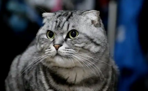 折耳猫补钙有用处吗?解析补钙对其的实际影响 折耳猫补钙有用处吗?解析补钙对其的实际影响