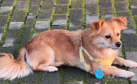 狗狗怀孕拉肚子怎么办