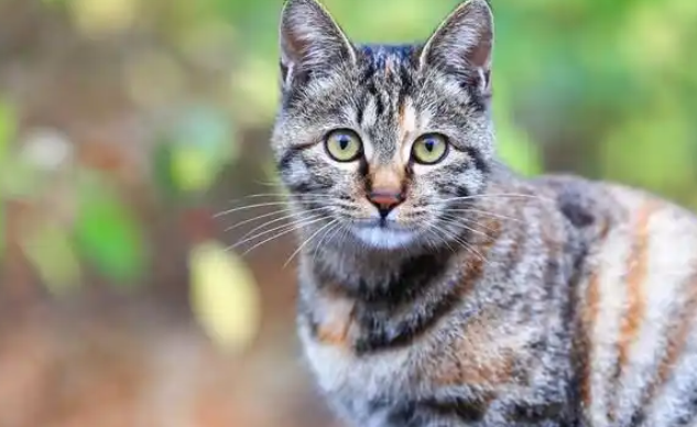 国猫之光!狸花猫凭借4大优势,稳坐本土猫天花板 国猫之光!狸花猫凭借4大优势,稳坐本土猫天花板