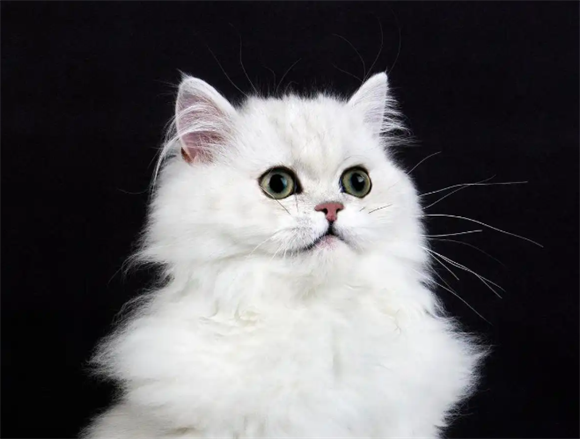 金吉拉：集优雅与温顺于一身的中高端优质猫咪