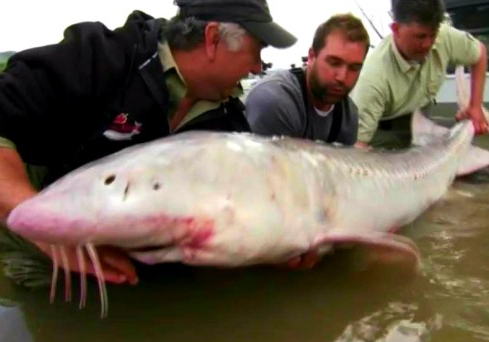 大哥捕获粉色猪鼻怪鱼,岸上好友啧啧称奇:是罕物 大哥捕获粉色猪鼻怪鱼,岸上好友啧啧称奇:是罕物