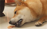 狗对盐的需求