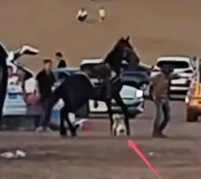 未拴绳法斗犬咬马后续：狗主人反要索赔，游客受轻伤，三方已私了