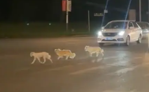 三只流浪狗横穿马路，差点被汽车给撞倒