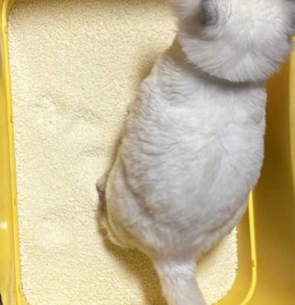 猫砂用什么的比较好？许翠花以“木薯黑科技”满足安全与效能