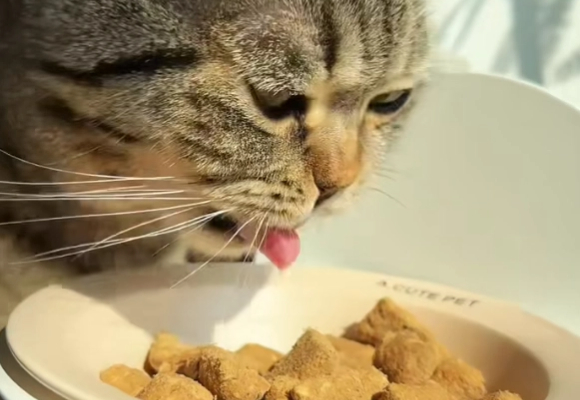 猫零食品牌推荐:麦富迪这3款美味,让挑食主子秒变“黏人精”! 猫零食品牌推荐:麦富迪这3款美味,让挑食主子秒变“黏人精”!