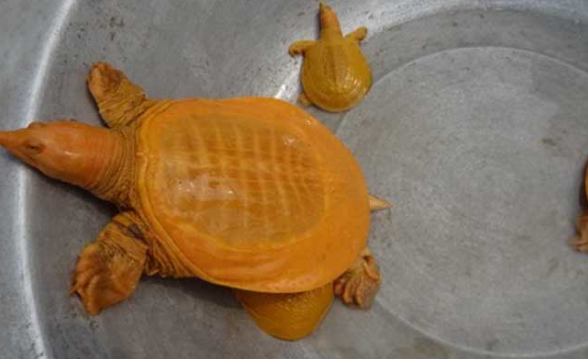 黄金鳖能活多久?这篇文章告诉你! 黄金鳖能活多久?这篇文章告诉你!
