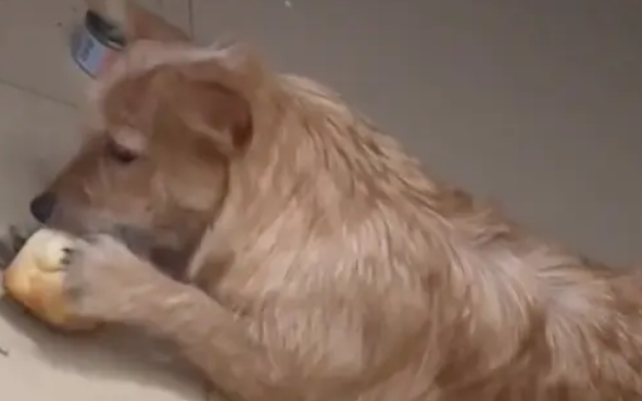 主人蒸糊了馒头扔进垃圾桶,狗狗竟主动叼回来吃 主人蒸糊了馒头扔进垃圾桶,狗狗竟主动叼回来吃