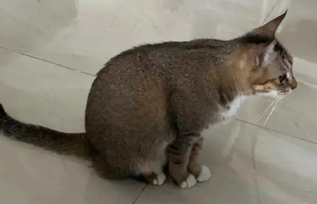 这是雀猫,那是狸花猫,它们毛色不一样,别再搞错了-宠物网