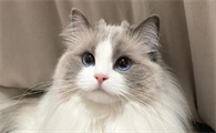 猫咪食欲不振是因为什么