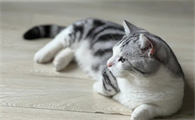 猫咪行为训练方法