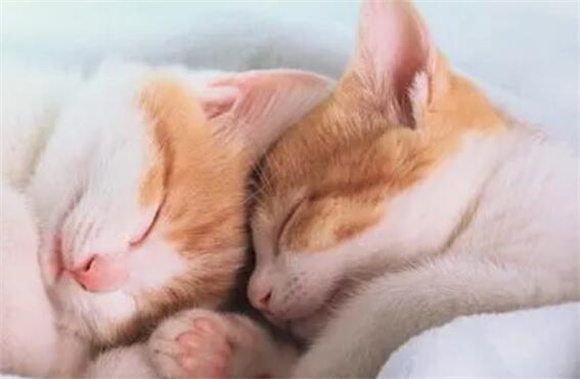 猫多大换牙完成 猫多大换牙完成
