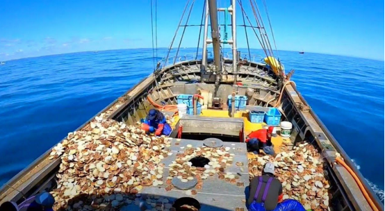 日本北海道扇贝渔获量减少而秋刀鱼捕获颇丰 日本北海道扇贝渔获量减少而秋刀鱼捕获颇丰