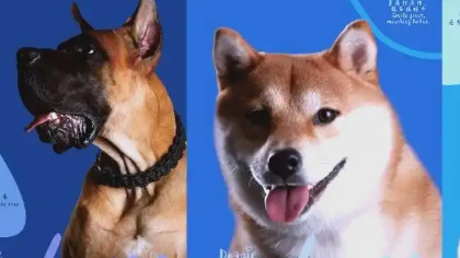 宠物行业革新与市场趋势:从国际化到消费升 宠物行业革新与市场趋势:从国际化到消费升