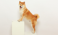 狗狗拉黑色的大便是什么原因