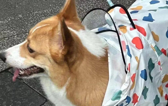 狗怀孕得尿道炎怎么治疗方法 狗怀孕得尿道炎怎么治疗方法