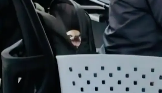 同时带着狗狗一起来上班，它努力想要看包外的世界！