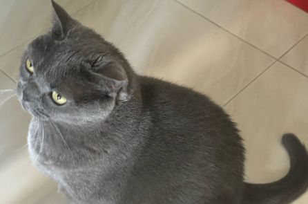 猫咪肚子饿的表现 猫咪肚子饿的表现