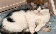 猫手术后伤口炎症不好怎么办