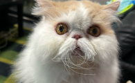 猫不尿了怎么办