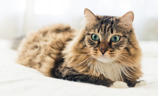 猫发情时情绪会变得暴躁吗 猫发情时情绪会变得暴躁吗