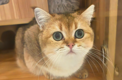 宠物经济进入2.0时代,速来了解 宠物经济进入2.0时代,速来了解