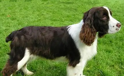 史宾格犬：多才多艺的猎犬传奇