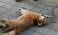 狗狗呼吸不正常是因为什么