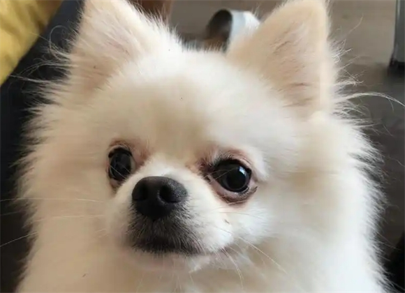 博美犬能陪你多久？一篇为你全解析