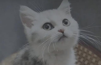 猫咪容易生气怎么回事 猫咪容易生气怎么回事