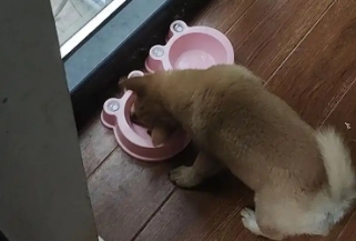 狗狗需要经常换狗粮吗 狗狗需要经常换狗粮吗