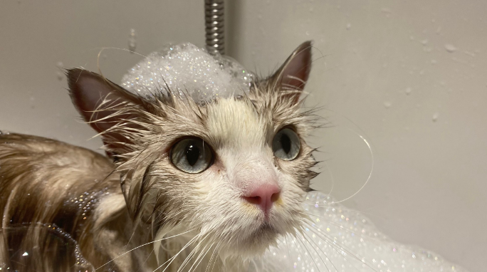 猫炎症可以洗澡吗 猫炎症可以洗澡吗