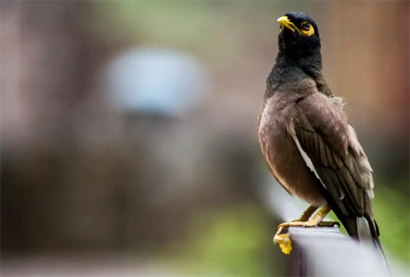 杰出的飞行者与种子传播者——八哥 杰出的飞行者与种子传播者——八哥