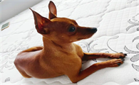从历史画作到现代家庭:小鹿犬的“走红”之路与陪伴价值