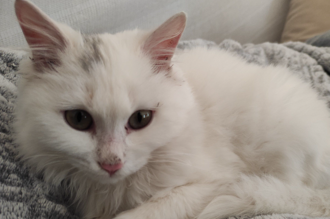 母猫要做绝育吗 母猫要做绝育吗